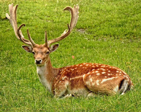 Les faons de cerfs développent-ils des stratégies de camouflage dès leur naissance?